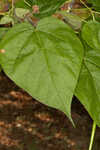 Southern catalpa